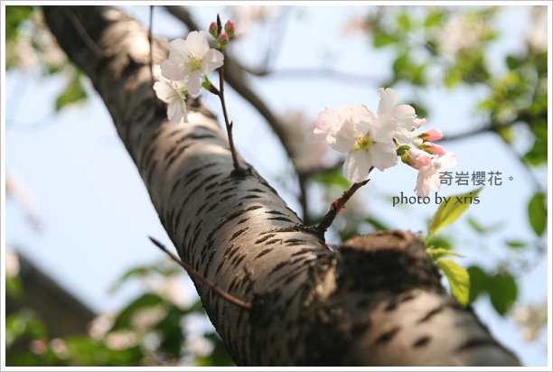 奇岩櫻花